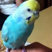さら