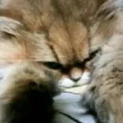 aiaiの画像