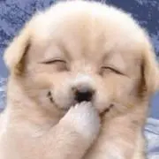 ぴょん吉