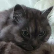 maroの画像