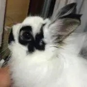 tencoudailihosa