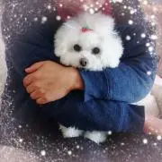 ぽてとさらだ