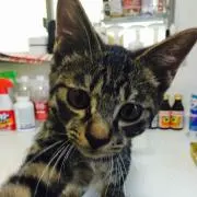 猫Love❤