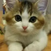 そらまめの画像