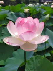 Lilly