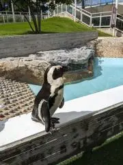 ピノの画像
