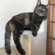 つぶこ