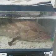 マウス