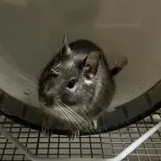risyukeの画像