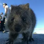 クロ
