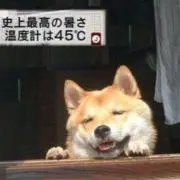 イヌまるだしの画像