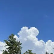 ぽんの画像