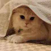 COZY