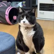 あんずの画像