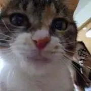 はる