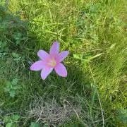 たけぽんの画像