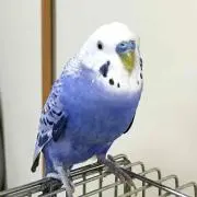 ぴっちのママ