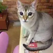 ノビの画像