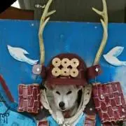 雷犬