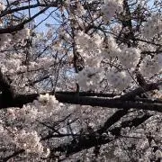 Da-Iの画像