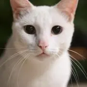 Aの画像