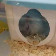ちの画像