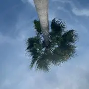 ドライフラワー*の画像