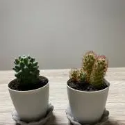 おしょうの画像