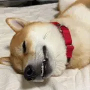 モナママの画像