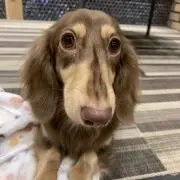 あちゃの画像