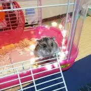Miraiの画像