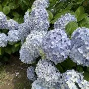 すの画像