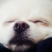 あんぽんの画像