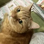 ゆふ葉の画像