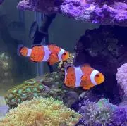 TFMBの画像