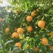 ゆーか※プロフィールご確認下さい※の画像
