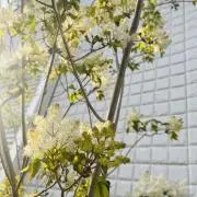 uuriの画像