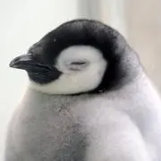 ぺんたんの画像