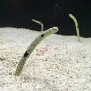 つけもの