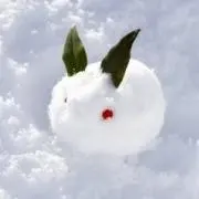 小雪の画像
