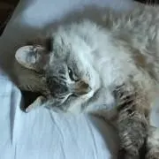 チャンひとみ