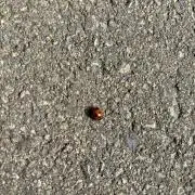 おもちキング(プロフ)