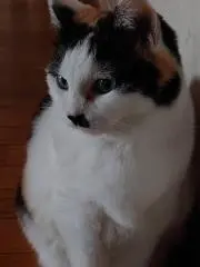 しほの画像