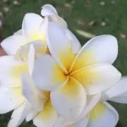 チャイチャイの画像