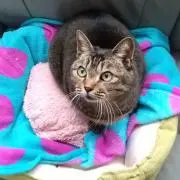 たぬきの画像