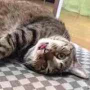 まさたけ