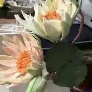 ナッツの画像
