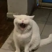 森の小さの画像