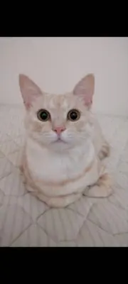 いっちーの画像