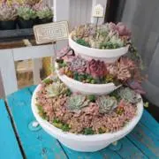ポコの画像